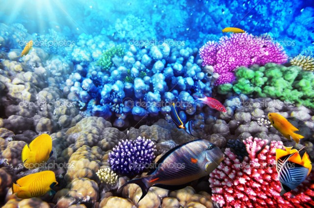 Coral and fish in the Red Sea. Sinai Egypt