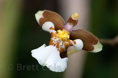 Brett Cole photo of orchid
