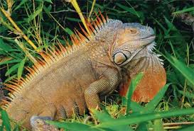 costa rica imagesVYYNB1HA