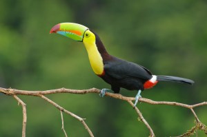 COSTA RICA Keel_billed_toucan_costa_rica