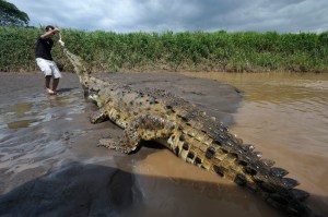 Tarcoles River crocodile