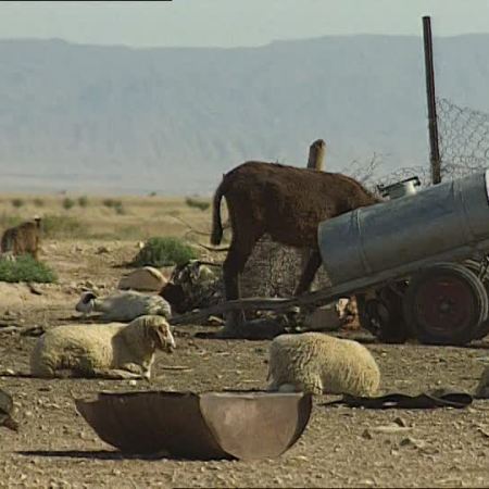 CONFLICT ART 549824372-bedouin-donkey-tunisia-sheep
