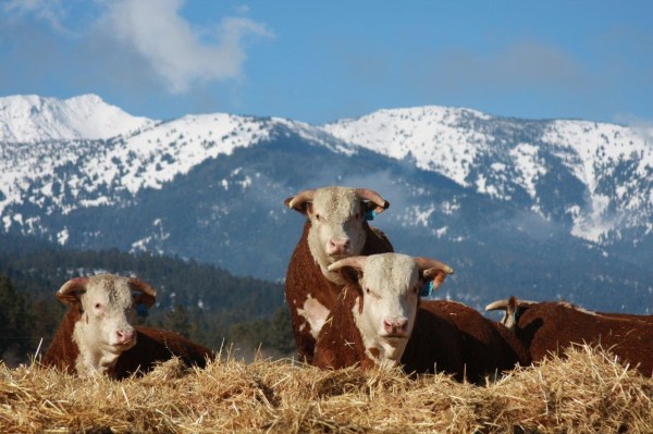 OREGON RANCH harrell-12