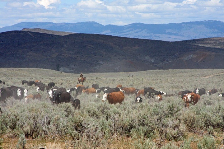 OREGON RANCH harrell2014-04