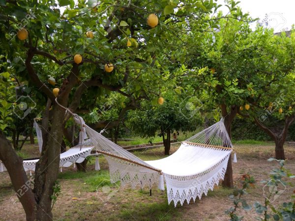 Anacapri lemon grove