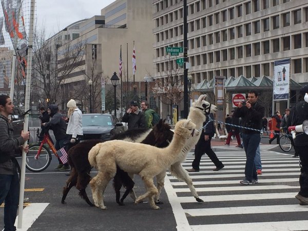 llamas-at-protest-c2oeyojuqaa7joi
